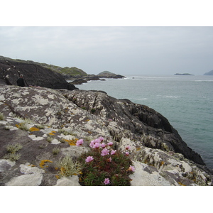 รูปถ่าย ไอร์แลนด์(Ireland) เคอร์รี่(Kerry) ปาร์คนาสิลล่า(Parknasilla) 2004-05 2