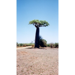 รูปถ่าย มาดากัสการ์(Madagascar) ทีซินกี(Tsingy) 1999-10 20