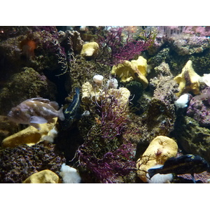 รูปถ่าย ฝรั่งเศส(France) เลอกรัวซิก(Le Croisic) โอเชียเรียม(Ocearium) 2009-10 11