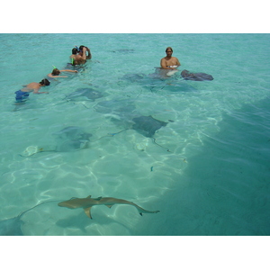 รูปถ่าย เฟรนช์โพลี่นีเซีย(Polynesia) มูเรีย(Moorea) 2006-04 228