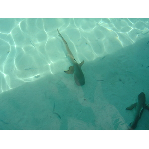 รูปถ่าย เฟรนช์โพลี่นีเซีย(Polynesia) มูเรีย(Moorea) 2006-04 181