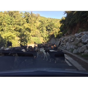 รูปถ่าย ฝรั่งเศส(France) คอร์สิคา(Corsica) เฟลเช(Felce) 2017-09 1