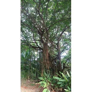 รูปถ่าย คอสตาริกา(Costa Rica) โดมินิกัล(Dominical) 2015-03 120