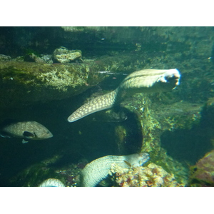 รูปถ่าย ฝรั่งเศส(France) เลอกรัวซิก(Le Croisic) โอเชียเรียม(Ocearium) 2009-10 7