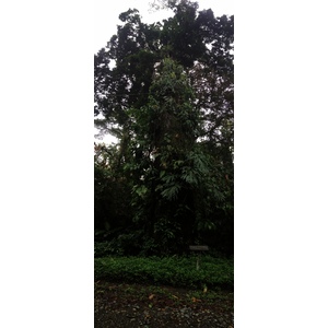 รูปถ่าย คอสตาริกา(Costa Rica) กาอุยตา(Cahuita) 2015-03 102