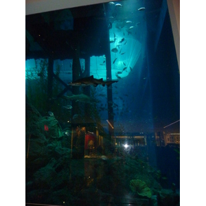 รูปถ่าย สหรัฐอาหรับเอมิเรตส์(United Arab Emirates) ดูไบ(Dubai) ดูไบมอลล์(The Dubai Mall) 2009-12 23