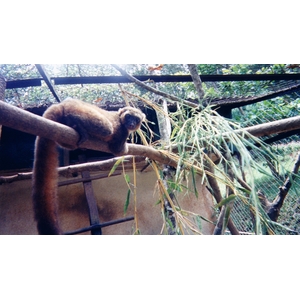 รูปถ่าย มาดากัสการ์(Madagascar) 1999-10 30