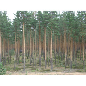 รูปถ่าย รัสเซีย(Russia) จากยาโรสลาฟล์ไปเซนต์ปีเตอร์สเบิร์ก(From Yaroslavl to St Petersburg) 2006-07 49