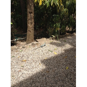 รูปถ่าย คอสตาริกา(Costa Rica) มอนเตซูมา(Montezuma) 2015-03 490