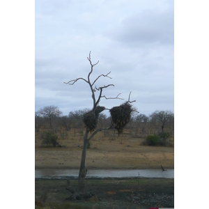 รูปถ่าย แอฟริกาใต้(South Africa) อุทยานแห่งชาติครูเกอร์(Kruger National Park) 2008-09 132