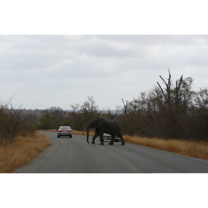 รูปถ่าย แอฟริกาใต้(South Africa) อุทยานแห่งชาติครูเกอร์(Kruger National Park) 2008-09 125