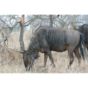รูปถ่าย แอฟริกาใต้(South Africa) อุทยานแห่งชาติครูเกอร์(Kruger National Park) 2008-09 94