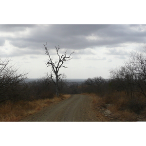 รูปถ่าย แอฟริกาใต้(South Africa) อุทยานแห่งชาติครูเกอร์(Kruger National Park) 2008-09 161