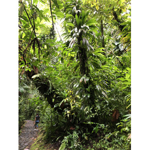 รูปถ่าย กวาเดอลูป(Guadeloupe) น้ำตกการ์เบ(Carbet Falls) 2021-02 18