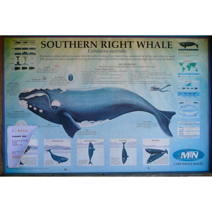 รูปถ่าย แอฟริกาใต้(South Africa) หุบเขาเนเจอร์ส(Nature's Valley) 2008-09 7