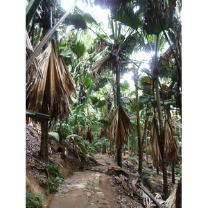 รูปถ่าย เซเชลส์(Seychelles) หุบเขาเดอไม(Vallee de Mai) 2011-10 0