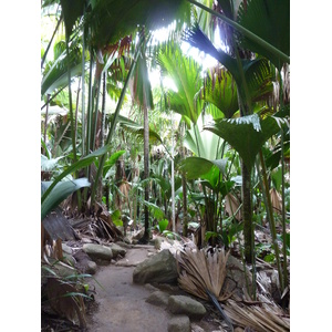 รูปถ่าย เซเชลส์(Seychelles) หุบเขาเดอไม(Vallee de Mai) 2011-10 16