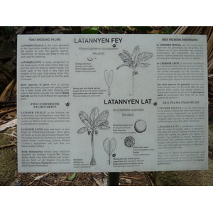รูปถ่าย เซเชลส์(Seychelles) หุบเขาเดอไม(Vallee de Mai) 2011-10 10