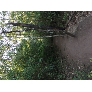 รูปถ่าย ไทย(Thailand) อุทยานแห่งชาติภูหินร่องกล้า(Phu Hin Rong Kla National Park) 2014-12 16