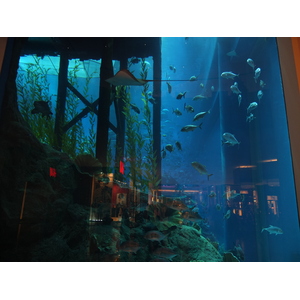 รูปถ่าย สหรัฐอาหรับเอมิเรตส์(United Arab Emirates) ดูไบ(Dubai) ดูไบมอลล์(The Dubai Mall) 2011-12 62