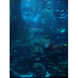 รูปถ่าย สหรัฐอาหรับเอมิเรตส์(United Arab Emirates) ดูไบ(Dubai) ดูไบมอลล์(The Dubai Mall) 2011-12 69