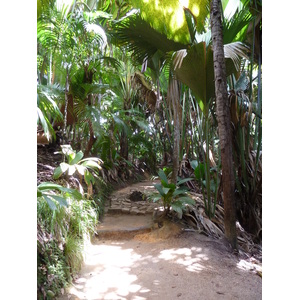 รูปถ่าย เซเชลส์(Seychelles) หุบเขาเดอไม(Vallee de Mai) 2011-10 7