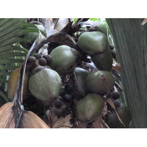 รูปถ่าย เซเชลส์(Seychelles) หุบเขาเดอไม(Vallee de Mai) 2011-10 26