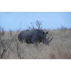 รูปถ่าย แอฟริกาใต้(South Africa) อุทยานแห่งชาติครูเกอร์(Kruger National Park) 2008-09 131