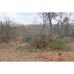 รูปถ่าย แอฟริกาใต้(South Africa) อุทยานแห่งชาติครูเกอร์(Kruger National Park) 2008-09 84