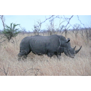 รูปถ่าย แอฟริกาใต้(South Africa) อุทยานแห่งชาติครูเกอร์(Kruger National Park) 2008-09 74