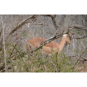 รูปถ่าย แอฟริกาใต้(South Africa) อุทยานแห่งชาติครูเกอร์(Kruger National Park) 2008-09 137