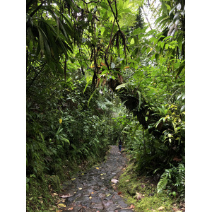 รูปถ่าย กวาเดอลูป(Guadeloupe) น้ำตกการ์เบ(Carbet Falls) 2021-02 36