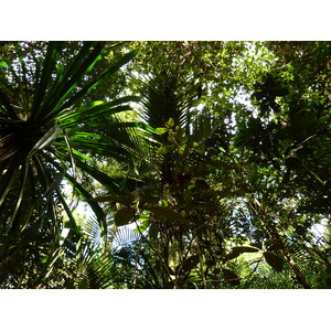 รูปถ่าย นิวแคลิโดเนีย(New Caledonia) อุทยานริเวียร์เบลอ(Parc de la Riviere Bleue) โรงแรมเลอกร็องกาโอรี(Le Grand Kaori) 2010-05 13