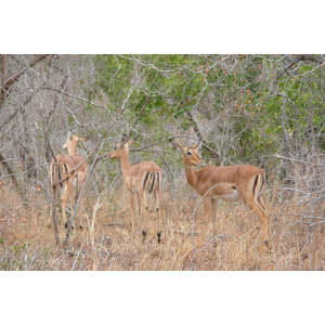 รูปถ่าย แอฟริกาใต้(South Africa) อุทยานแห่งชาติครูเกอร์(Kruger National Park) 2008-09 80