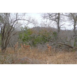 รูปถ่าย แอฟริกาใต้(South Africa) อุทยานแห่งชาติครูเกอร์(Kruger National Park) 2008-09 65