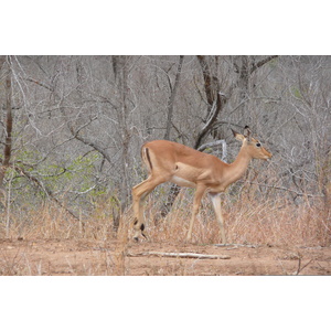 รูปถ่าย แอฟริกาใต้(South Africa) อุทยานแห่งชาติครูเกอร์(Kruger National Park) 2008-09 156