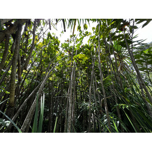 รูปถ่าย สิงคโปร์(Singapore) สวนพฤกษศาสตร์สิงคโปร์(Singapore Botanic Gardens) 2023-01 68
