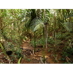 รูปถ่าย นิวแคลิโดเนีย(New Caledonia) อุทยานริเวียร์เบลอ(Parc de la Riviere Bleue) โรงแรมเลอกร็องกาโอรี(Le Grand Kaori) 2010-05 24