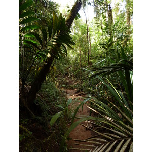 รูปถ่าย นิวแคลิโดเนีย(New Caledonia) อุทยานริเวียร์เบลอ(Parc de la Riviere Bleue) โรงแรมเลอกร็องกาโอรี(Le Grand Kaori) 2010-05 40