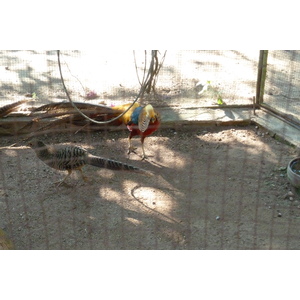 รูปถ่าย ไทย(Thailand) เชียงใหม่(Chiang Mai) ฟาร์มงูแม่สา(Mae Sa Snake Farm) 2010-12 93