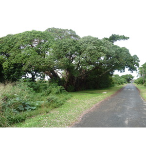 รูปถ่าย นิวแคลิโดเนีย(New Caledonia) เกาะต้นสน(Ile des pins) 2010-05 3