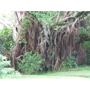 รูปถ่าย นิวแคลิโดเนีย(New Caledonia) เกาะต้นสน(Ile des pins) 2010-05 6