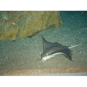 รูปถ่าย ไทย(Thailand) กรุงเทพมหานคร(Bangkok) สยามโอเชียนเวิลด์(Siam Ocean World) 2005-12 47