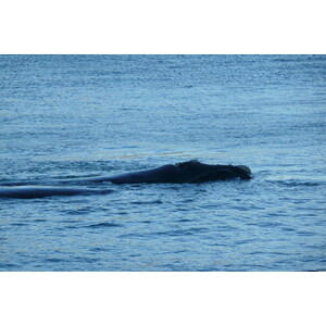 รูปถ่าย แอฟริกาใต้(South Africa) เฮอร์มานัส(Harmanus) 2008-09 49