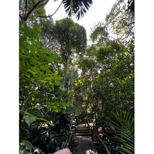 รูปถ่าย สิงคโปร์(Singapore) สวนพฤกษศาสตร์สิงคโปร์(Singapore Botanic Gardens) 2023-01 70