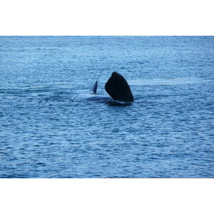 รูปถ่าย แอฟริกาใต้(South Africa) เฮอร์มานัส(Harmanus) 2008-09 115