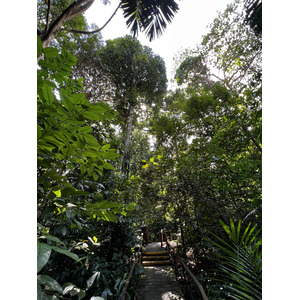รูปถ่าย สิงคโปร์(Singapore) สวนพฤกษศาสตร์สิงคโปร์(Singapore Botanic Gardens) 2023-01 56
