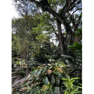 รูปถ่าย สิงคโปร์(Singapore) สวนพฤกษศาสตร์สิงคโปร์(Singapore Botanic Gardens) 2023-01 97