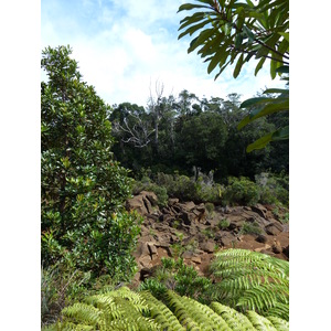 รูปถ่าย นิวแคลิโดเนีย(New Caledonia) อุทยานริเวียร์เบลอ(Parc de la Riviere Bleue) 2010-05 127