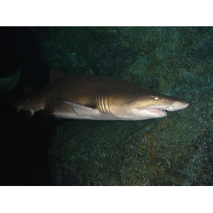 รูปถ่าย ไทย(Thailand) กรุงเทพมหานคร(Bangkok) สยามโอเชียนเวิลด์(Siam Ocean World) 2005-12 27